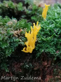 Kleverig koraalzwammetje [Calocera viscosa]